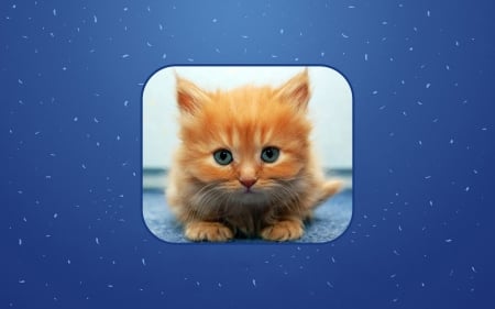 Orange Kitten