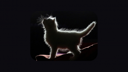 Kitten Silhouette - Scaramouch, silhouette, Kitten, Cat