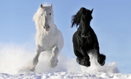 Wonderful Horses - white, running, black, snow