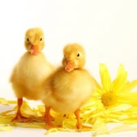 Two Ducklings