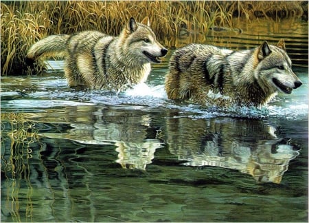 Through the Water - river, predator, artwork, reflection, wildlife, wolves