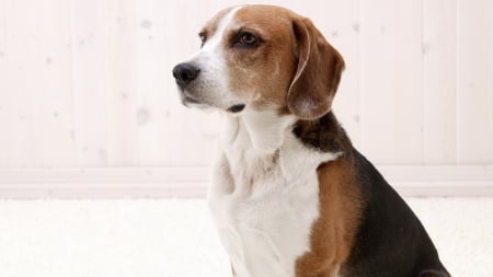 Beagle - pretty, cute, puppies, face, puppy, sweet, animals