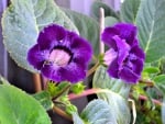 Gloxinia