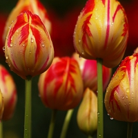 Red Striped Yellow Tulips