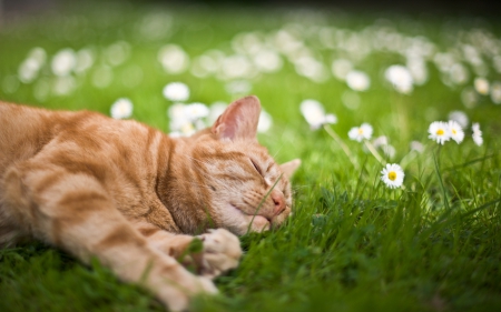 *** Cat slleping on the meadow *** - cat, animals, cats, animal, meadow