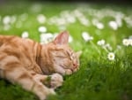 *** Cat slleping on the meadow ***