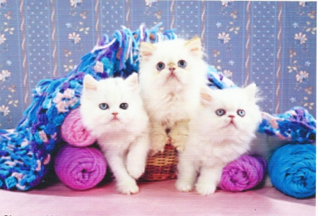 Three persian kittens - paws, cute, yarn, kittens, persian