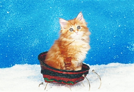 Maine Coon kitten - paws, sleigh, snow, maine coon, cute, kitten