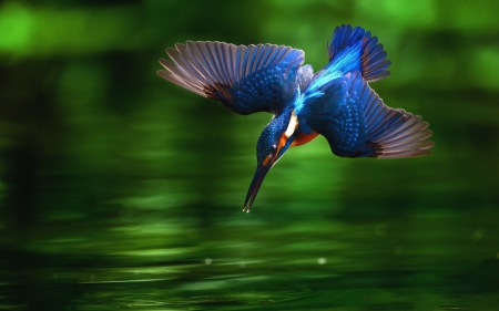 Beautiful Kingfisher - Animals, Kingfishers, Birds, Colorful