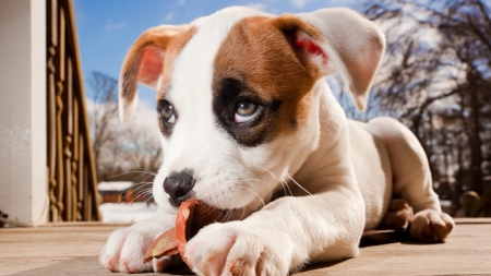 Buddy - pit, boxer, cute, puppy