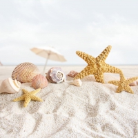 ~ Starfish and seashells ~