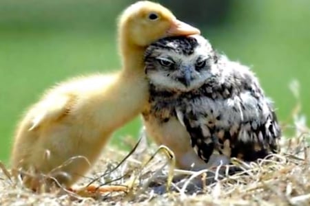 DUCKLET & FRIEND OWL - love, duck, wild animal, adorable, animals, pets, photos, nature, baby, friendship, owl, cute, birds