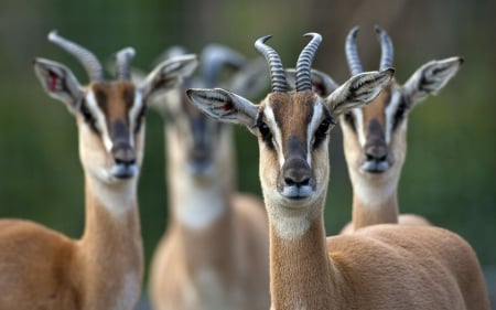 Antelope - wildlife, antelope, animals, wallpaper, africa, hd, nature, wild, cute