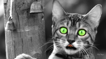 Cat with Green Eyes - tabby, fence, cat, kitty, feline, pet, kitten, wood, green eyes, gray, friend