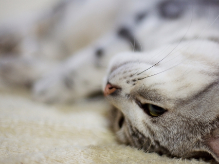 UPSIDE DOWN CAT - close up, cat, adorable, animals, pets, photos, kitten, nature, macro, cute