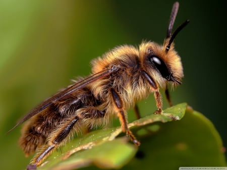 BEE ON A LEAF - nature, close up, macro, insects, wild, animals, spring, photos