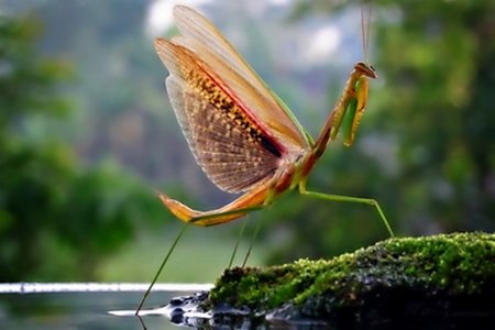 Walking toward nature - photos, spring, cool, nature, bugs, macro, insect, animals, close up, wild