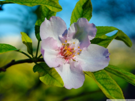 BEAUTIFUL BLOSSOM - photos, summer, blossom, beautiful, beauty, spring, lovely, flower, pink, nature, macro, close up