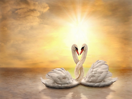 Swan Love - love, swan, lake, sun