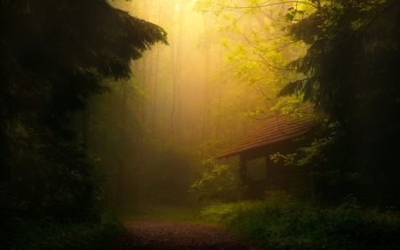 Cabin - cabin, sunlight, forests, woods