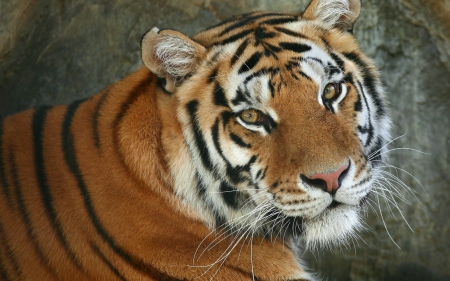 Gorgeous Tiger - fur, nose, eyes, wiskers, mouth, ears, stripes, animal, tiger