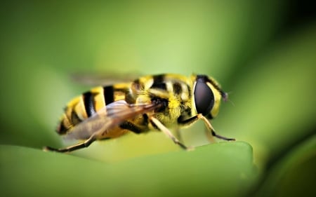 Hovering Bee - black, bee, yellow, legs, wings, hovering, animals