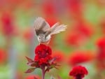 *** Bird on the flower ***