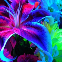  Flower For My Friend Adelina