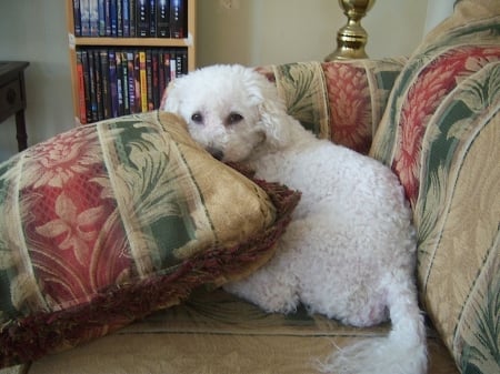 Lucky, My Bichon Frise Rescue