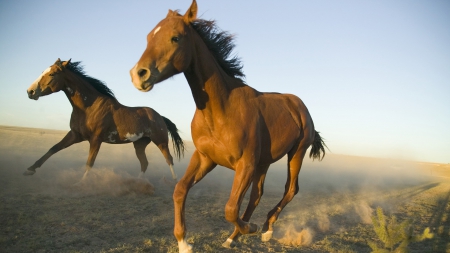 Galloping Horses - pony, gallop, brown horse, animals, mare, filly, nature, horses, colt, stallion, foal