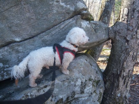 Lucky at Chatfield Hollow State Park - Chatfield Hollow, Rescue Dog, State Parks, Bichon Frise