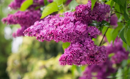 *** Purple lilacs *** - nature, lilacs, purple, flowers