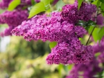 *** Purple lilacs ***