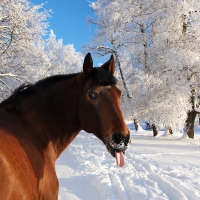 Brown Horse in Snow