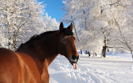 Brown Horse in Snow - horses, nature, pony, brown horse, animals, snow, stallion, mare