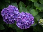 *** Blue Hydrangea ***