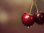 Still Life-Cherry-