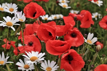 *** Red poppies and white daisies *** - flower, poppies, flowers, daisies, nature