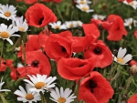 *** Red poppies and white daisies ***