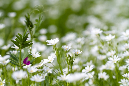 *** Wild flowers *** - flowers, flower, nature, wild