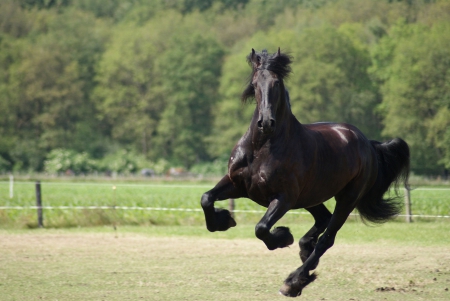 *** Black horse in gallop *** - horses, animal, animals, black, hors