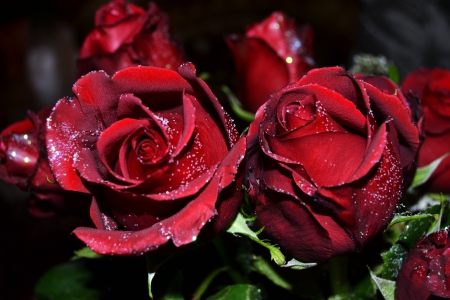 *** Magnificence ... *** - nature, roses, red, flowers, flower