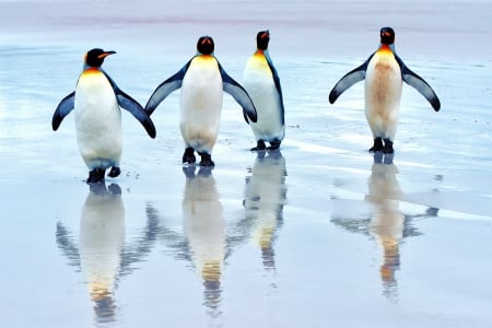 *** King penguins *** - animal, animals, bird, birds