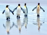 *** King penguins ***