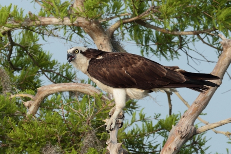 *** Bird on the tree *** - animals, animal, tree, bird, birds