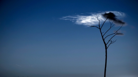 cloud in grey sky - cloud, sky, bare, tree, grey