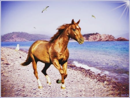 horse of freedom2 - bird, sea, horse, sun