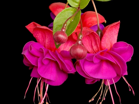 Vibrant - flowers, fuschia, pink, red