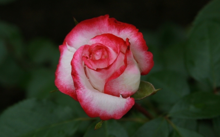 *** Beautiful pink rose *** - flowers, nature, rose, flower, pink