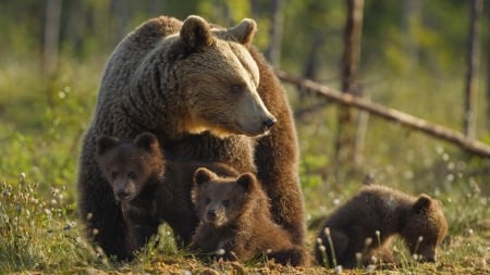 3 Bears and Mom - cubs, mother, forest, bears